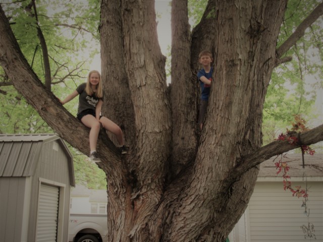 Tree Kids (Small)