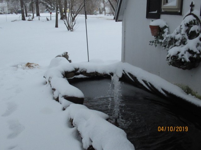 Koi Pond (Small)