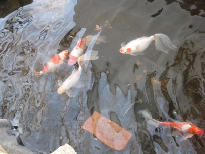 2014 Spring Koi (400x300)