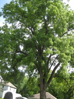 Black Walnut Tree 2016