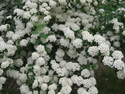 Bridal Wreath