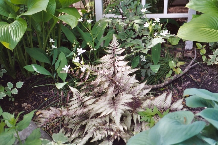 Japanese Fern