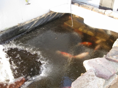 Koi moving slowly under the ice