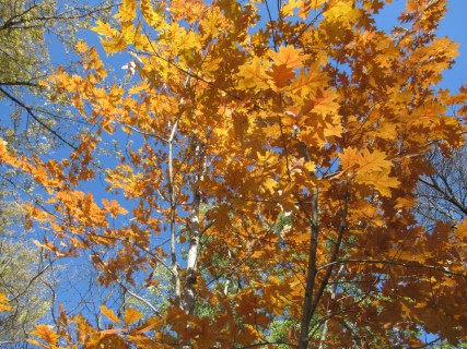 Northern Golden Oak (Phone)