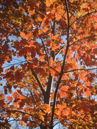 Northern Red Oak 2016 002 (330x440)