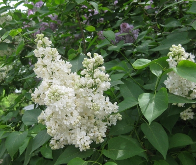 Perfect Lilac (400x337)