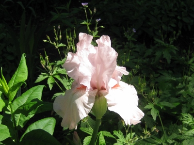 Pink Bearded Iris (400x299)