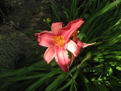 Red Lily (400x300)