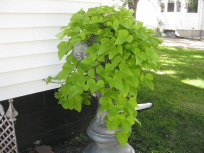 Sweet Potato Vine 001 (400x300)