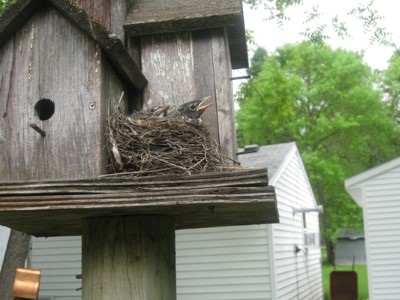 baby-robin-1