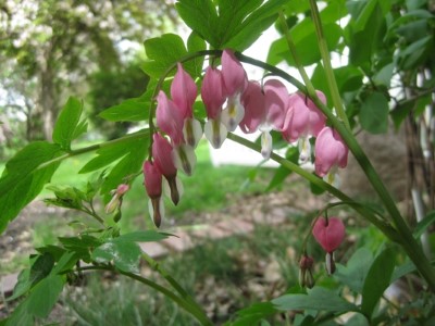 bleeding-hearts