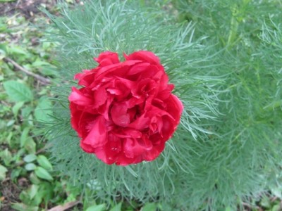 grandmas-fern-peony-1