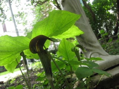 jack-in-the-pulpet1