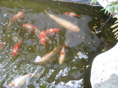 stauffers-koi-pond