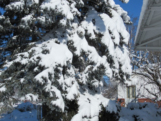 March Snow2 (Small)