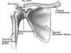 original-shoulder